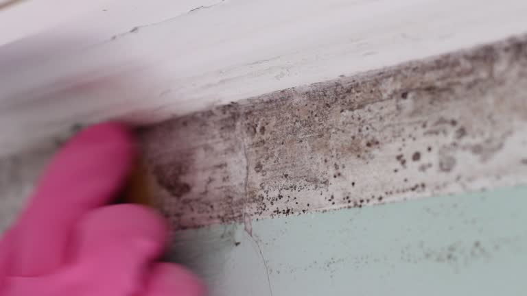 Environmental Consulting for Mold Prevention